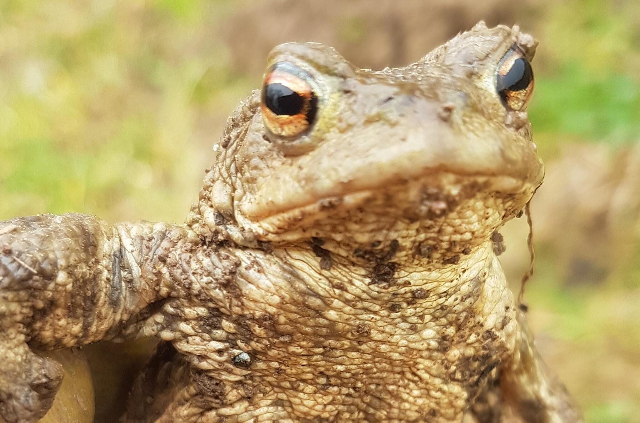 Ist dies eine Erdkröte ( Bufo bufo ) ?? Lehrte
