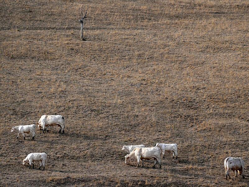 Paris st&uuml;tzt Landwirte nach D&uuml;rresommer mit Milliardenhilfe