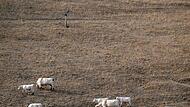 Paris stützt Landwirte nach Dürresommer mit Milliardenhilfe Paris stützt Landwirte nach Dürresommer mit Milliardenhilfe