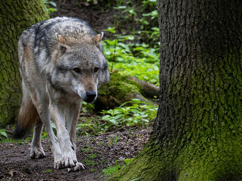Ein Wolf hat das Schaf in Riedenberg gerissen (Symbolbild).  
