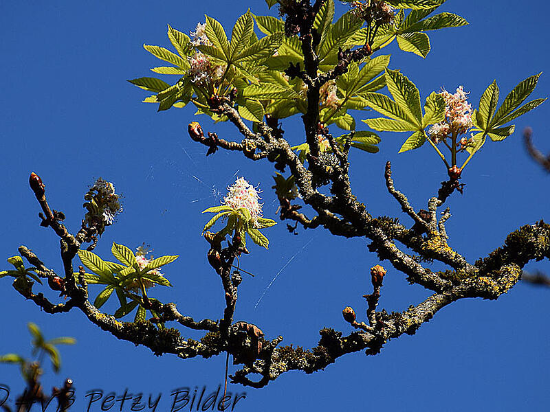Kastanien blühen im Herbst oft aufgrund von Stressfaktoren wie Schädlingen und ungünstigen Umweltbedingungen, was als „Angstblüte“ bezeichnet wird, erklärt die Leserin.