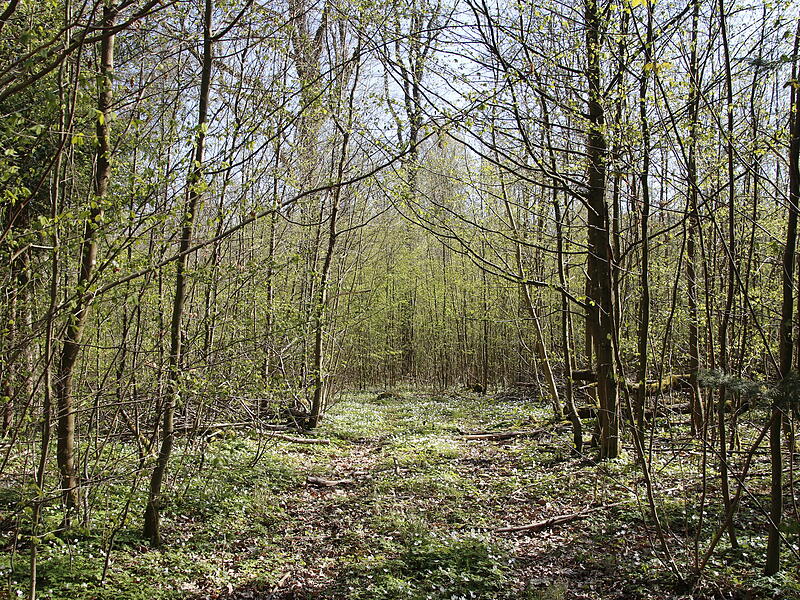 Der Friedhof selbst ist nicht mehr zu finden - es führt nur ein verwucherter Weg dort hin. Der Friedhof selbst ist nicht mehr zu finden - es führt nur ein verwucherter Weg dort hin.