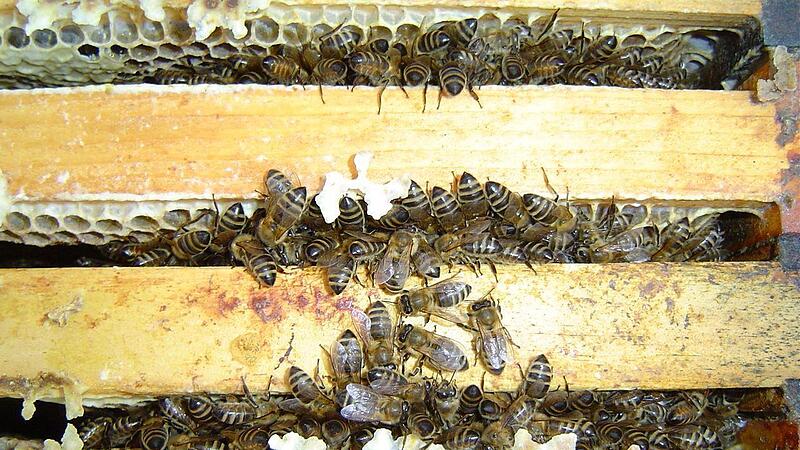 Durch Bewegung ihrer Flugmuskeln erzeugen Bienen Wärme. Die brauchen sie auch, um ihr Futter aufzuweichen. Durch Bewegung ihrer Flugmuskeln erzeugen Bienen Wärme. Die brauchen sie auch, um ihr Futter aufzuweichen.