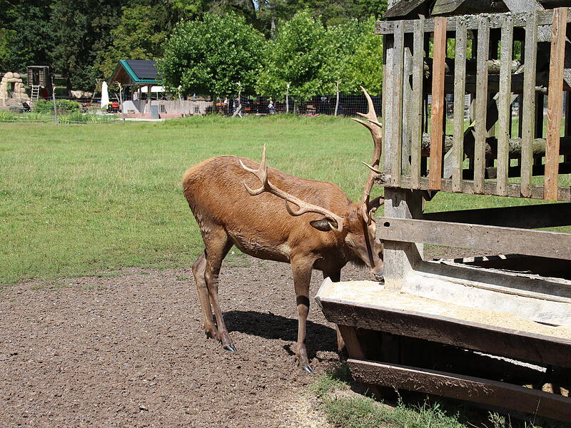 Ein Besuch im Wildpark Tambach im Landkreis Coburg