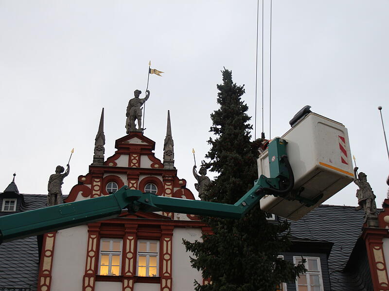 Der Coburger Weihnachtsbaum 2023 ist da