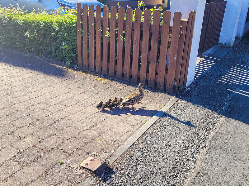 Tierischer Einsatz in Forchheim: Entenküken in Gully gefallenForchheim & Fränkische Schweiz Tierischer Einsatz in Forchheim: Entenküken in Gully gefallenForchheim & Fränkische Schweiz