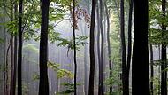 Spessart