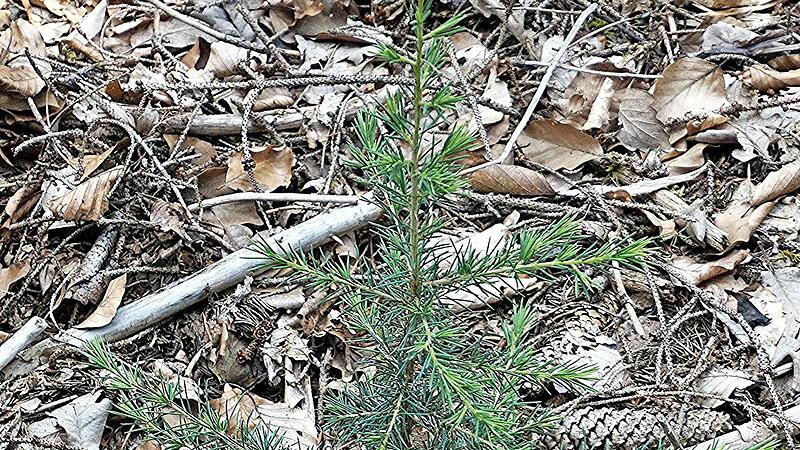 Die Atlaszeder, ein fremdl&auml;ndischer Baum, der aus den nordafrikanischen Bergregionen von Marokko und Algerien stammt