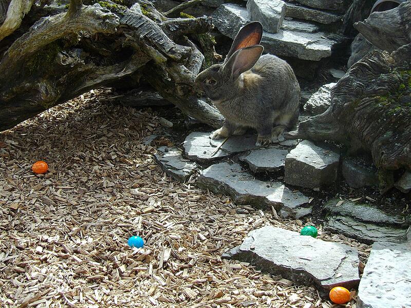 Augen auf und suchen: Der Osterhase kommt in den Wildpark Klaushof nach Bad Kissingen und versteckt Eier.