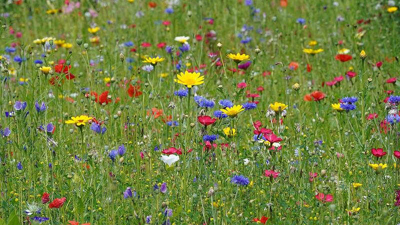 Wildblumen wie diese kann man auch im heimischen Garten oder auf dem Balkon kultivieren. Wildblumen wie diese kann man auch im heimischen Garten oder auf dem Balkon kultivieren.