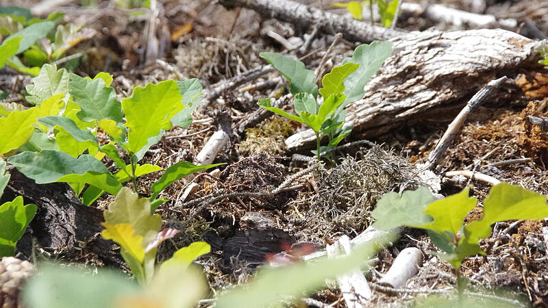 Neupflanzungen Revier TettauNeupflanzungen Revier Tettau