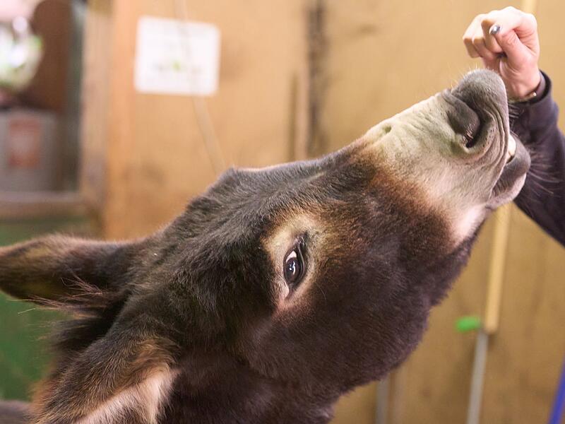 Esel streicheln zum Stressabbau