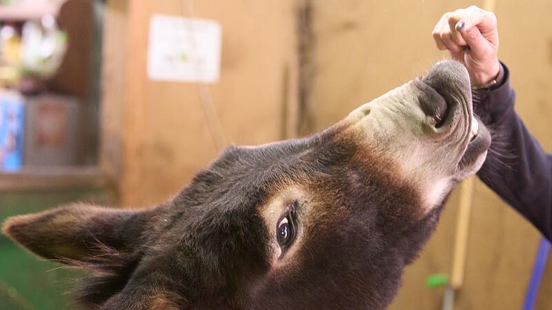 Esel streicheln zum Stressabbau Esel streicheln zum Stressabbau