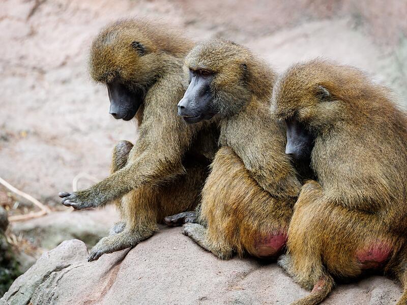 Guinea-Paviane im Tiergarten N&uuml;rnberg