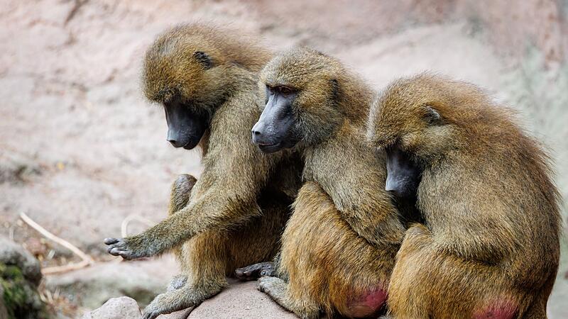 Guinea-Paviane im Tiergarten N&uuml;rnberg