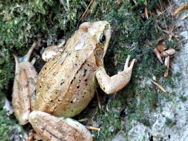 &bdquo;Bei unserer Wanderung im Wald der Baumgiganten vom Klaushof nach Stralsbach raschelte es pl&ouml;tzlich im Laub und diese Kr&ouml;te kam zum Vorschein. Ein leider selten gewordenes Erlebnis&ldquo;, schreibt uns ein Leser.