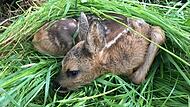 Nur mit viel Gras außen herum darf das Rehkitz in Sicherheit gebracht werden, damit es keinen Menschengeruch annimmt.