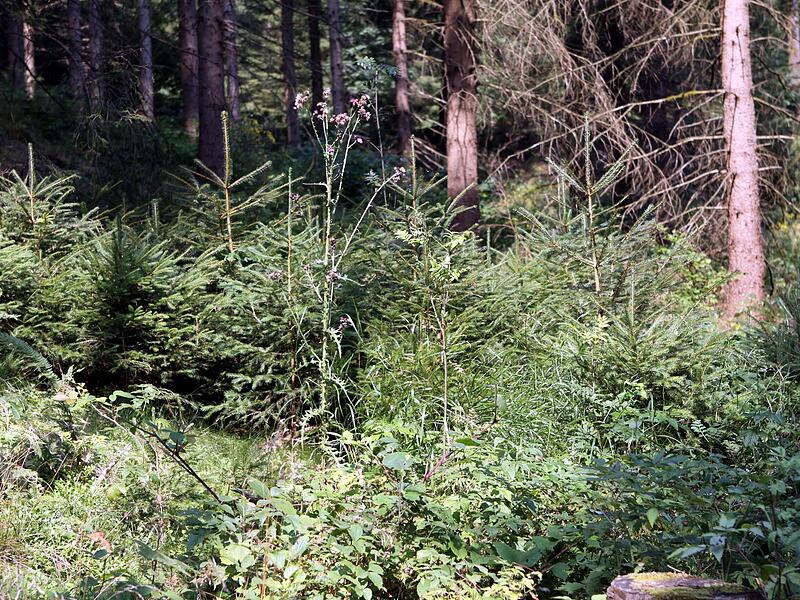 In Marktrodach hofft man auf Naturverjüngung. Wo diese nicht kommt, will man pflanzen.