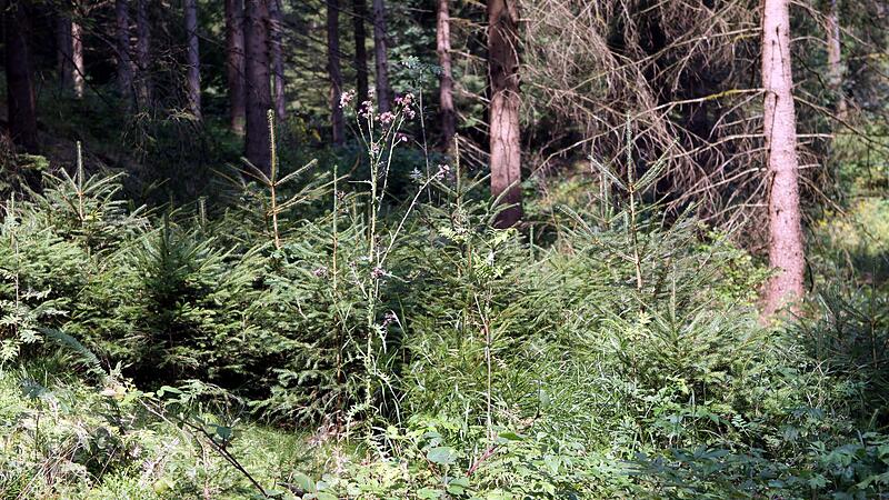 In Marktrodach hofft man auf Naturverjüngung. Wo diese nicht kommt, will man pflanzen.