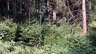 In Marktrodach hofft man auf Naturverjüngung. Wo diese nicht kommt, will man pflanzen.