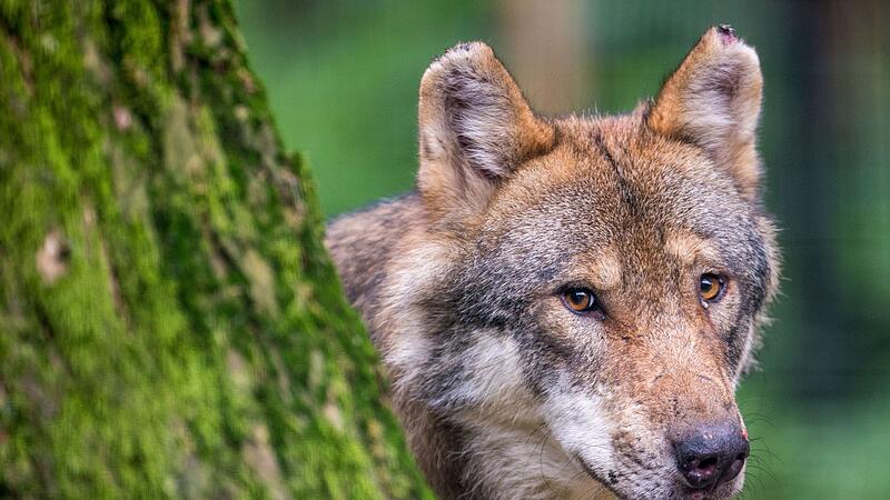 Tierschützer fordern Rücknahme der Wolfsverordnung