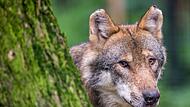 Tierschützer fordern Rücknahme der Wolfsverordnung
