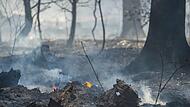 Waldbrand in Hessen Waldbrand in Hessen