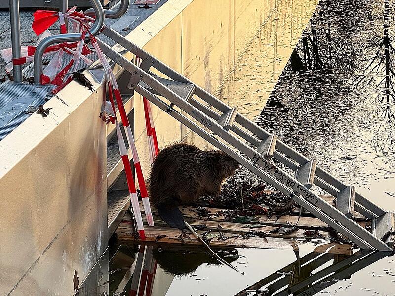 Feuerwehr rettet Biber aus Schwimmbecken in M&uuml;nchen