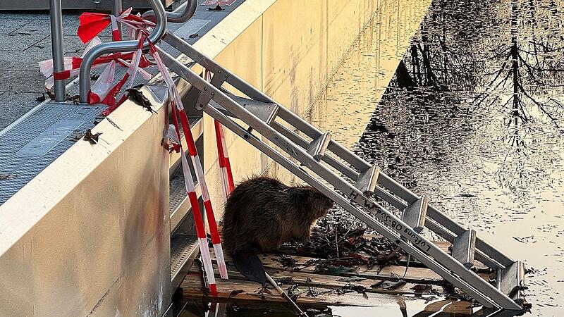 Feuerwehr rettet Biber aus Schwimmbecken in M&uuml;nchen
