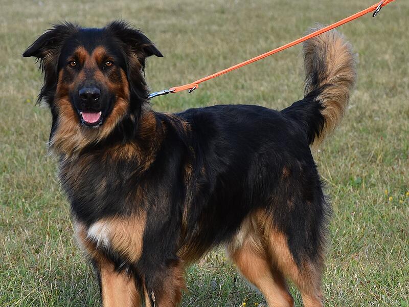 Retrievermix Meilo sucht einen Paten.