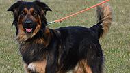 Retrievermix Meilo sucht einen Paten.