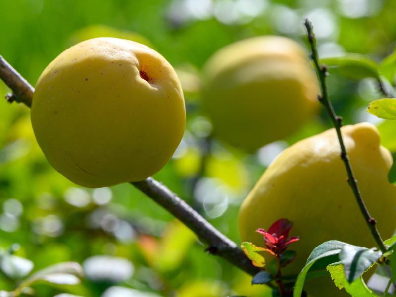 Quitten wachsen in einer Plantage Quitten wachsen in einer Plantage