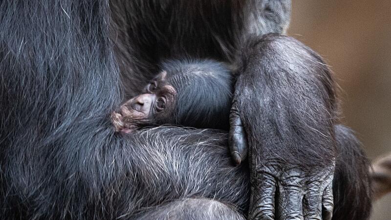 Schimpansenbaby Schimpansenbaby