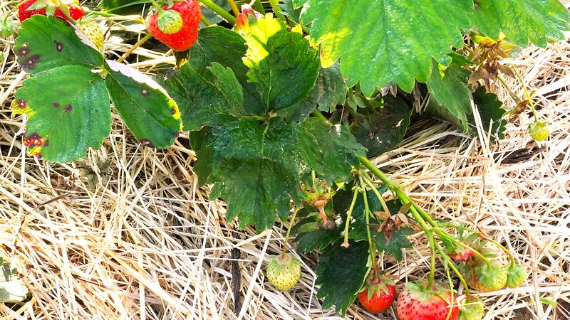 Strohunterlage für Erdbeeren