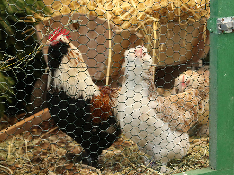 Gruppenschau Grub am Forst