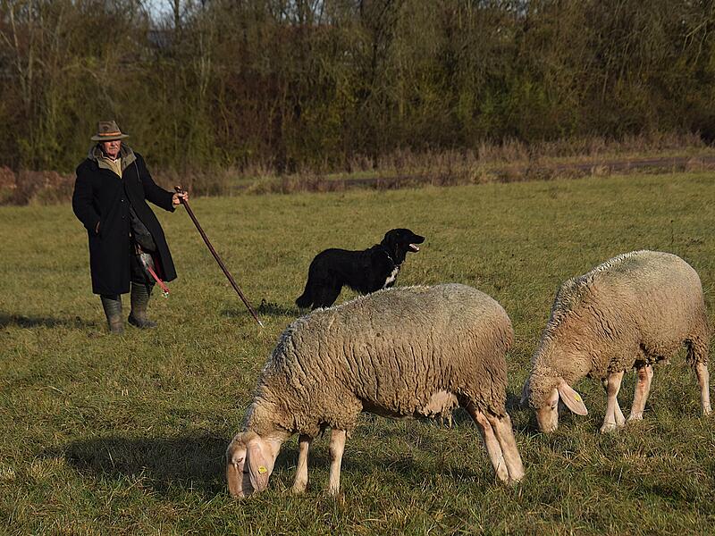 &bdquo;Der Sch&auml;fer Scherpf mit Ronja aus Hammelburg beim H&uuml;ten. Bei Sonnenschein f&uuml;hlen sich beide wohl und warten auch auf kleine L&auml;mmer.&ldquo;