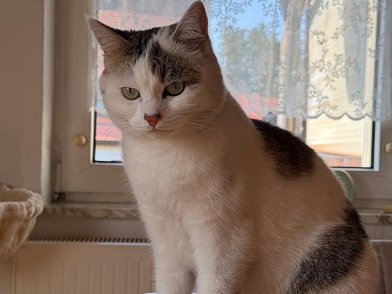 Die s&uuml;&szlig;e Fellnase einer Leserin.