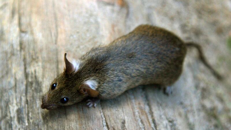 Ratte Ratte
