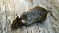 Ratte