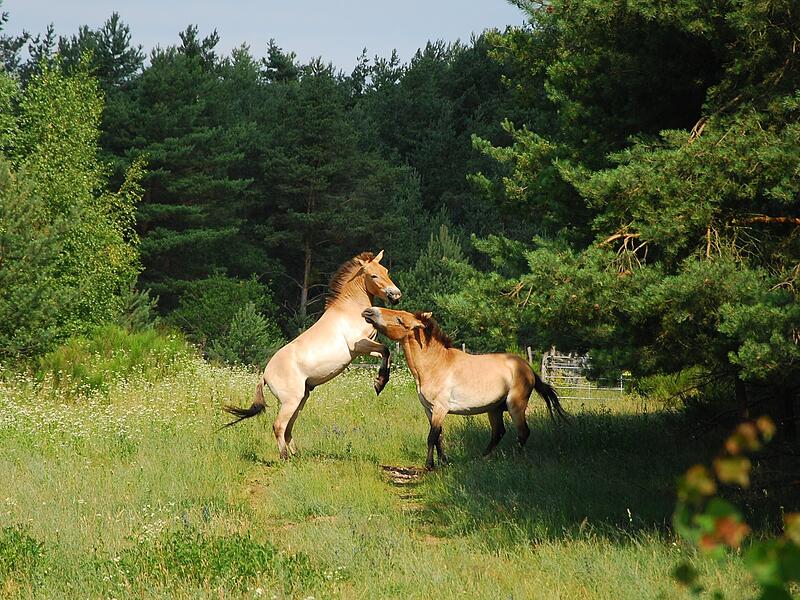 Wildpferde Tennenlohe
