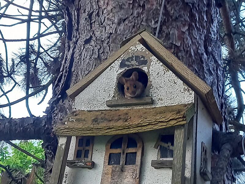 Tierisch gut: Naturaufnahmen aus dem Kreis KronachTierisch gute Bilder: Das lebt im Kreis Kronach