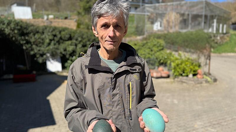 F&uuml;r gew&ouml;hnlich sind Emueier dunkelgr&uuml;n, doch heuer hat eins von Werner Dorns Weibchen auch ein helles Ei gelegt.