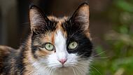 Katze Katze