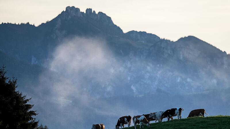 K&uuml;he im Abendnebel