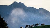 K&uuml;he im Abendnebel