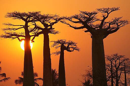 Einzigartig ist die Vegetation im Süden Madagaskars.