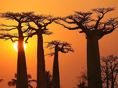 Einzigartig ist die Vegetation im Süden Madagaskars.