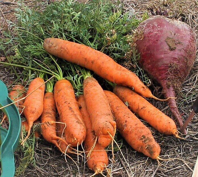 Ein gesunder Leckerbissen: M&ouml;hren und Rote Bete und Rote