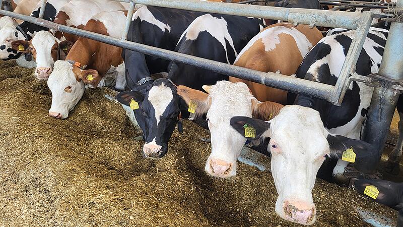 Die K&uuml;he fressen.