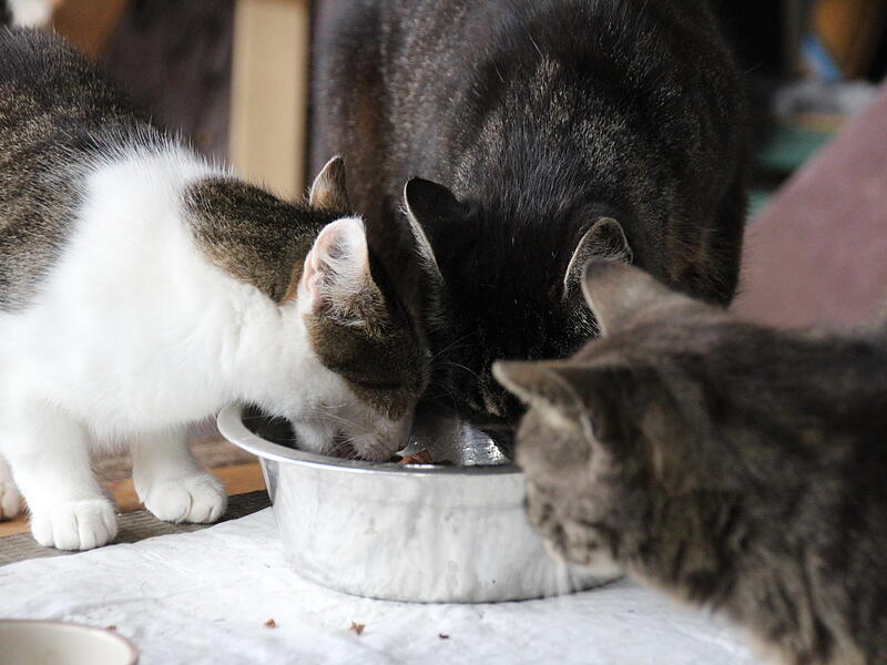 Katzen bei der F&uuml;tterung